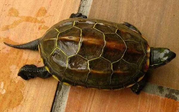 墨龟是什么龟?