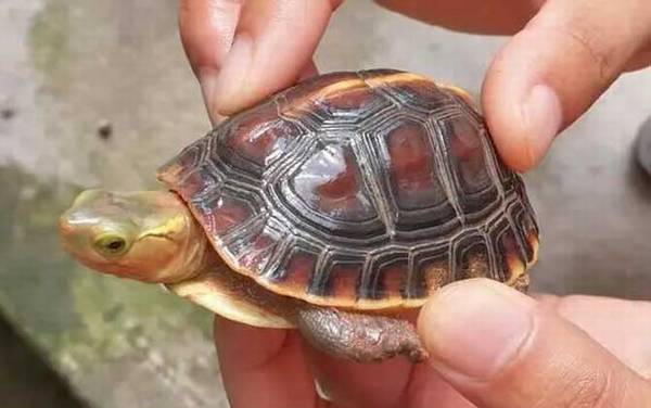 南石龟是什么龟?