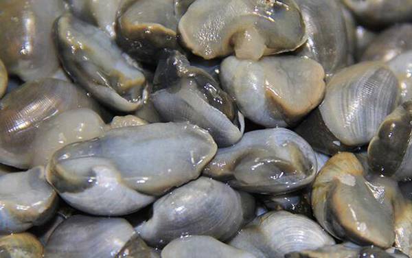 泥螺是什么螺?