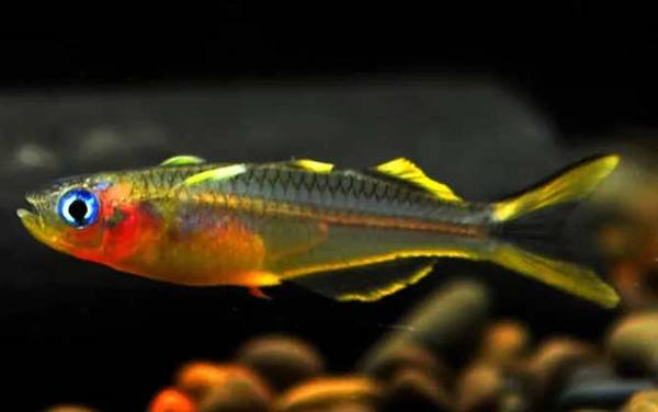 霓虹燕子是什么鱼?