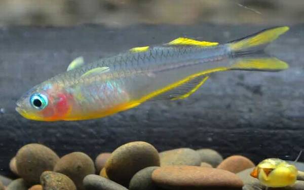 霓虹燕子是什么鱼?