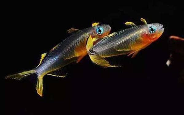 霓虹燕子是什么鱼?