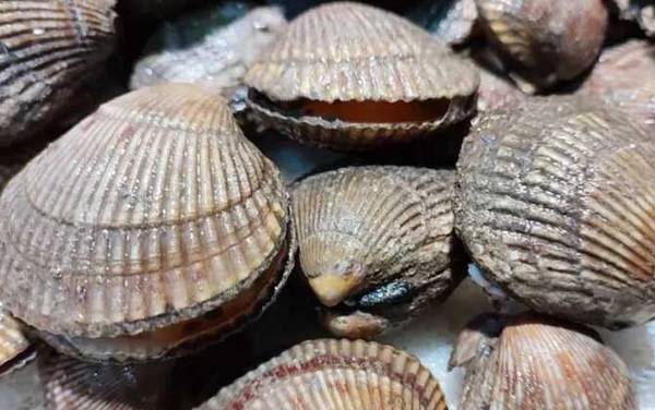 鸟蛤是什么动物?