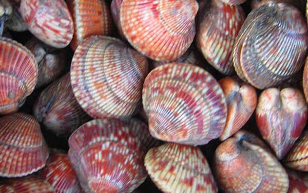 鸟蛤是什么动物?