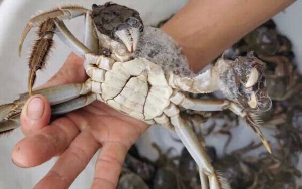 螃蟹脱壳是怎么回事?
