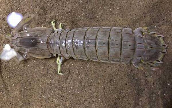 琵琶虾是什么虾?