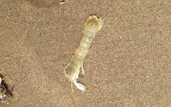 琵琶虾是什么虾?