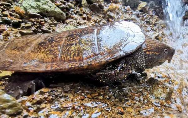 平胸龟是什么动物?