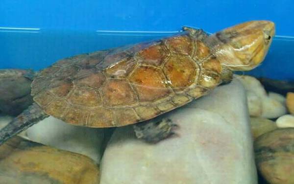 平胸龟是什么动物?