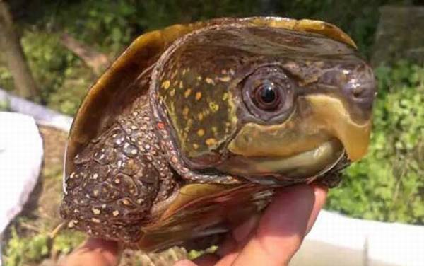 平胸龟是什么动物?