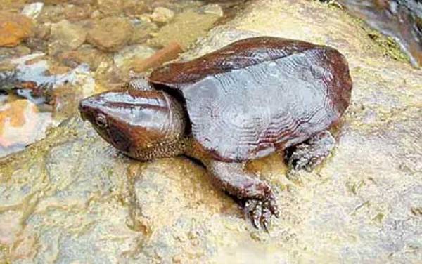 平胸龟是什么动物?