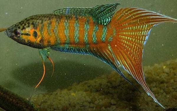 菩萨鱼是什么鱼?