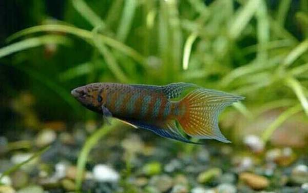 菩萨鱼是什么鱼?