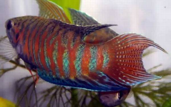 菩萨鱼是什么鱼?