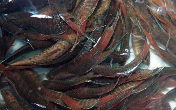 菩萨鱼是什么鱼?