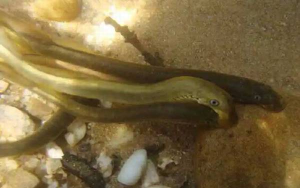 七鳃鳗是什么动物?