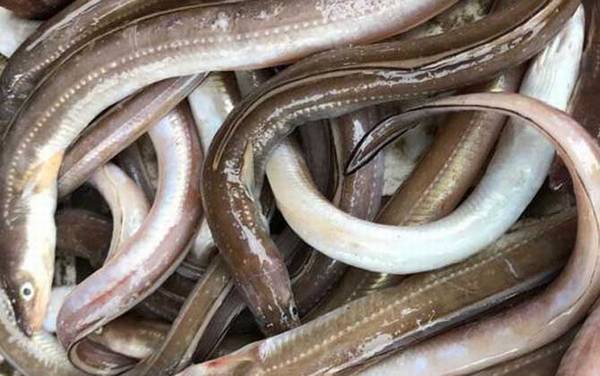 七星鳗是什么鱼?