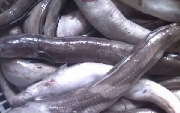 七星鳗是什么鱼?