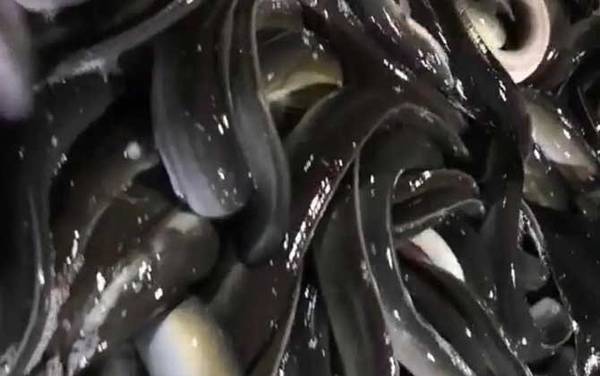 七星鳗是什么鱼?