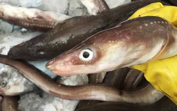 七星鳗是什么鱼?