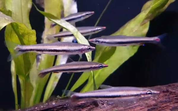 铅笔鱼是什么鱼?