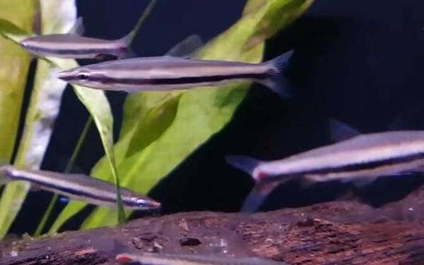 铅笔鱼是什么鱼?