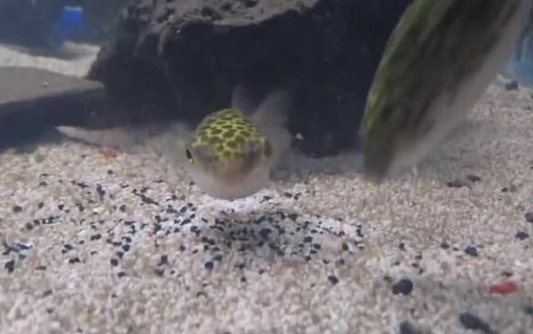 潜水艇鱼是什么鱼?