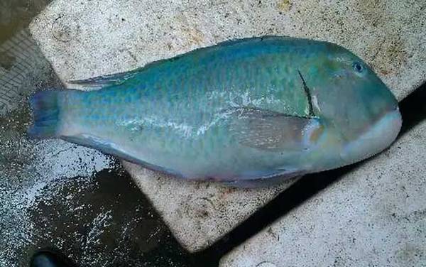 青衣鱼是什么鱼?