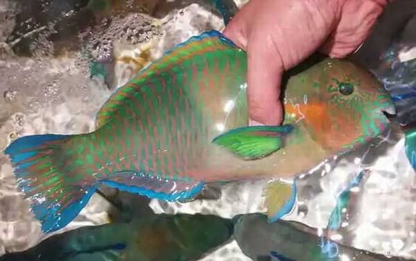 青衣鱼是什么鱼?