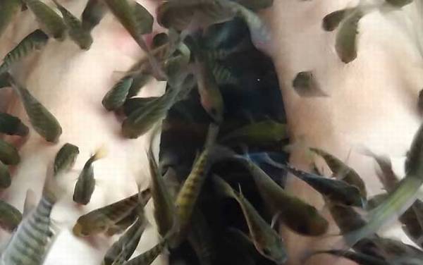 亲亲鱼是什么鱼?