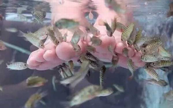 亲亲鱼是什么鱼?