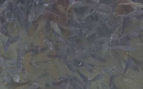 亲亲鱼是什么鱼?