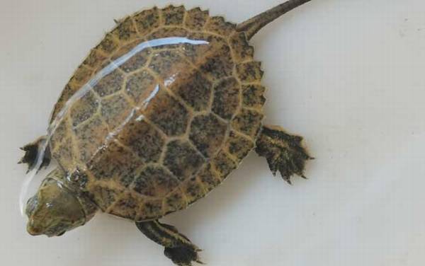 日本石龟是什么龟?