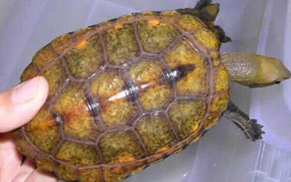 日本石龟是什么龟?