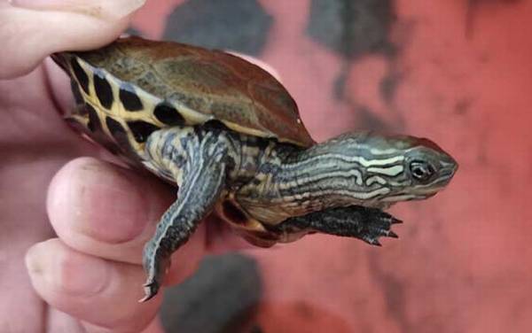 日本石龟是什么龟?