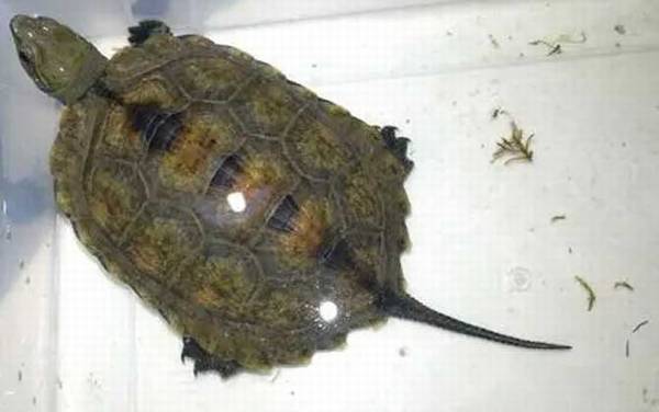 日本石龟是什么龟?