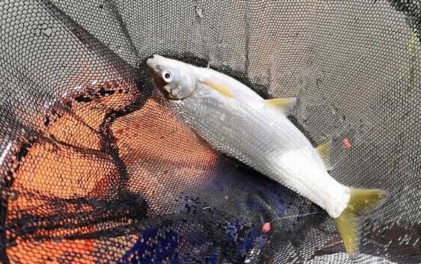 黄尾鱼能长多大?