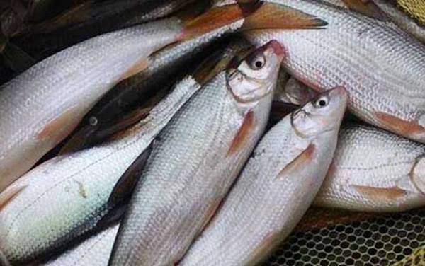 黄尾鱼能长多大?