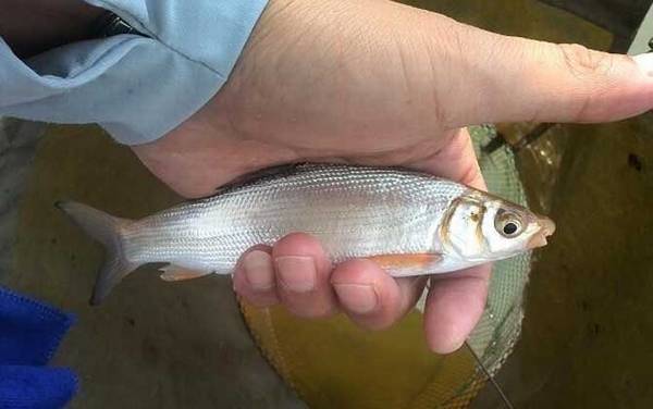 黄尾鱼能长多大?