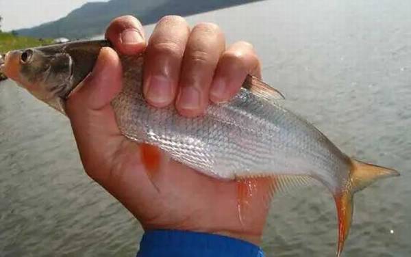 红尾鱼是什么鱼?