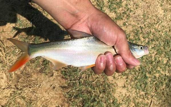 红尾鱼是什么鱼?