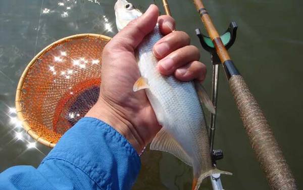 红尾鱼是什么鱼?