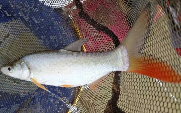红尾鱼是什么鱼?