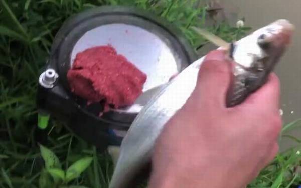 青尾鱼是什么鱼?