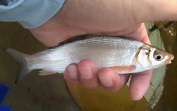 青尾鱼是什么鱼?