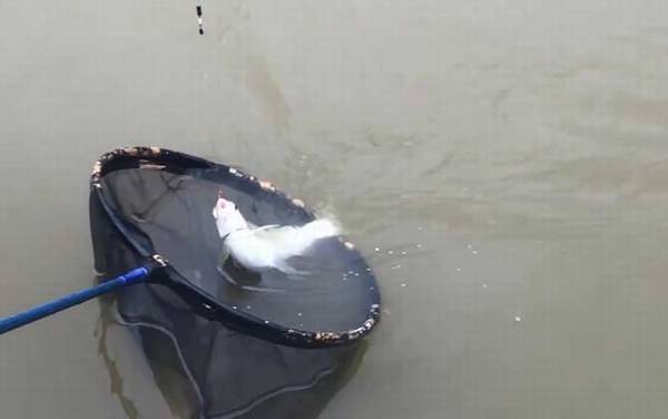 青尾鱼是什么鱼?