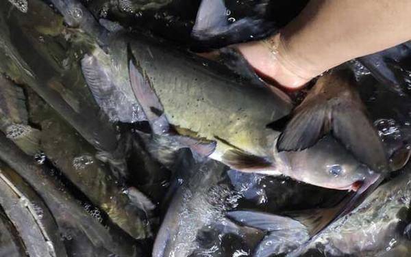 长吻鮠是保护鱼类吗?