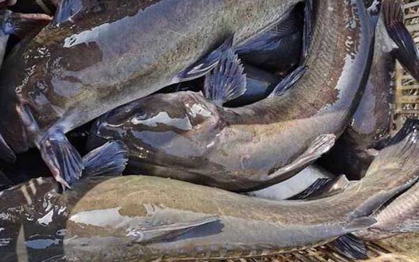 长吻鮠是保护鱼类吗?