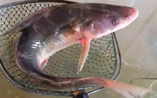 长吻鮠能长多大?