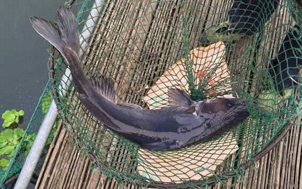 长吻鮠能长多大?